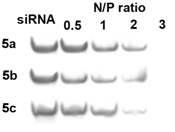 PAGE gel retardation assay