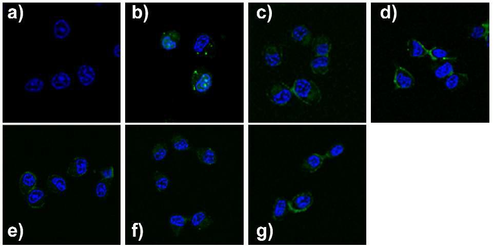 Confocal 현미경을 이용한 siRNA의 세포 내 유입 정도 관찰. a) natural siRNA (-) lipofectamine, b) natural siRNA (+) lipofectamine, c) F1-End-C12, d) F2-End-C12, e) F2-Intra-C12, f) F2-Mid-C12, g) F2-EndMid-C12