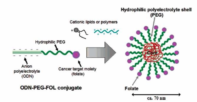 Folate가 도입된 고분자 전달자