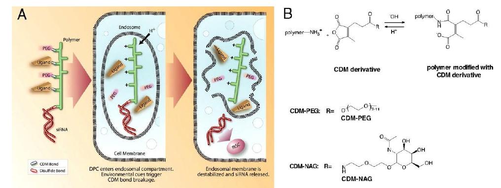 N-acetyl galactosamine이 도입된 고분자체 전달자