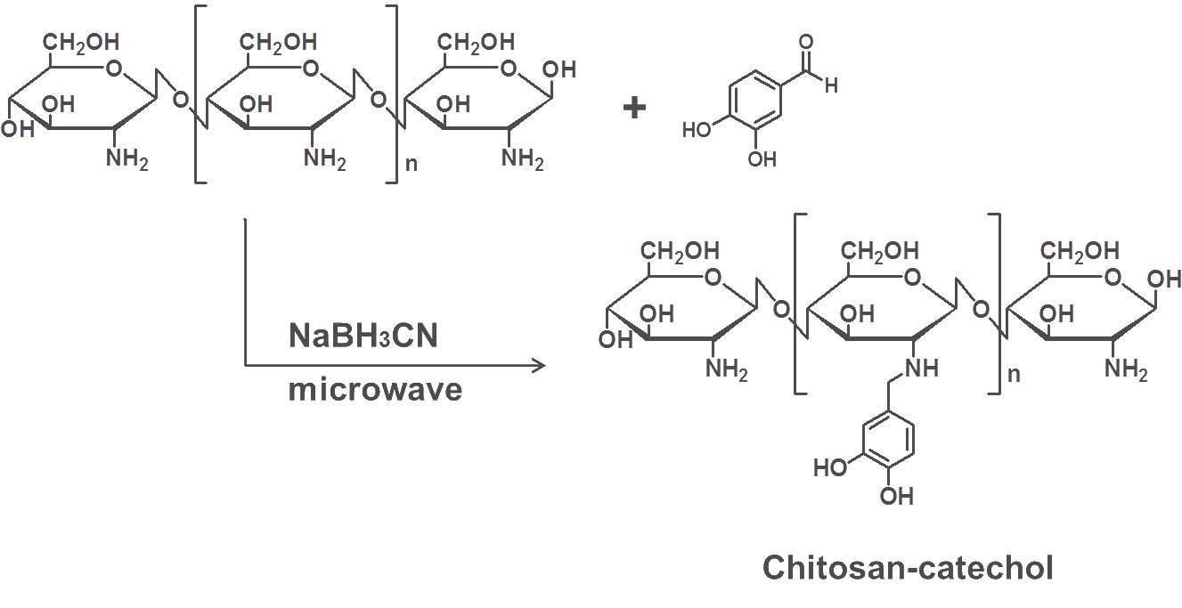 키토산과 카테콜유도체의 반응 구조식