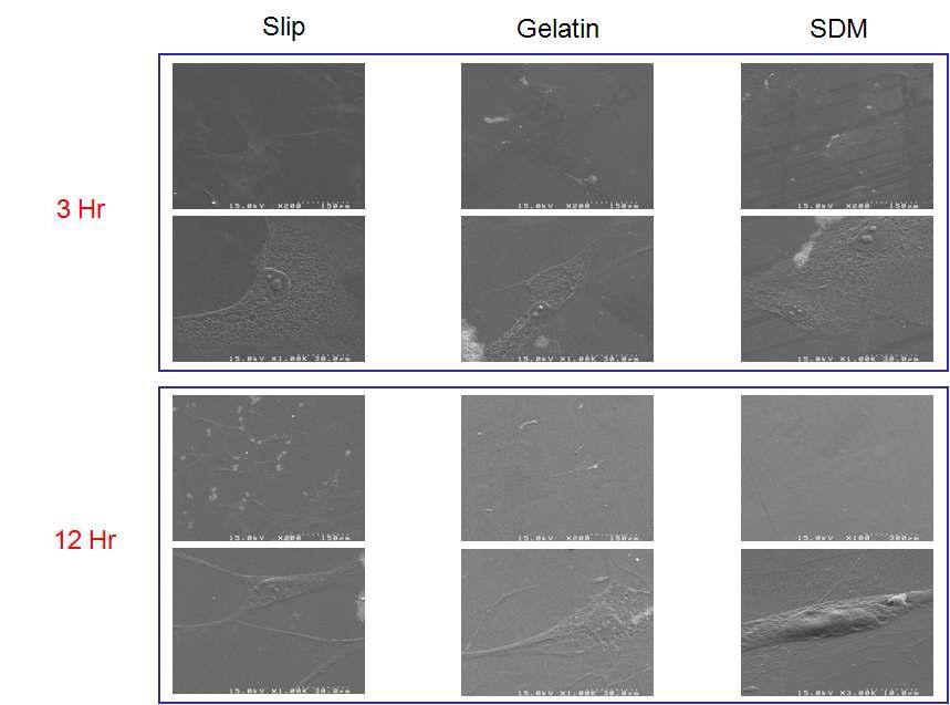 각 표면에 세포 배양 후 3시간과 12시간 후의 endothelial cell의 모양 변화를 SEM으로 관찰