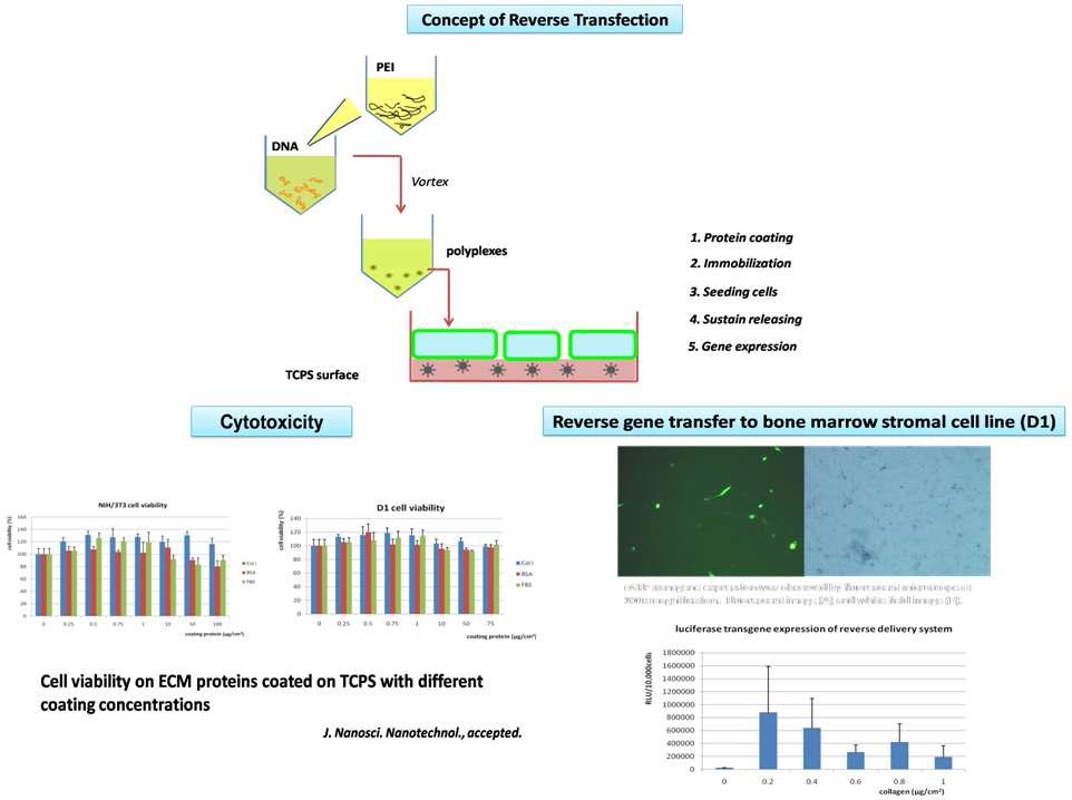 표면에 코팅된 유전자 나노입자를 통한 유전자 전달 과정 모식도 및 세포독성, 유전자 전달 성능 결과