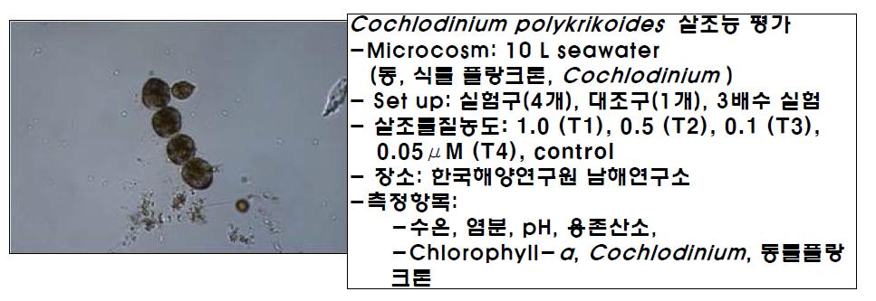 Cochlodinium polykrikoides 군체 모습과 살조능 평가법 개요.