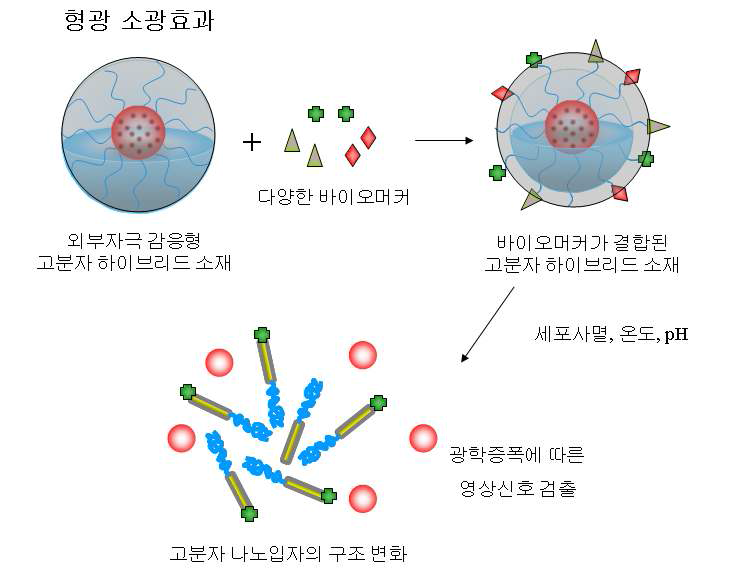 외부자극 감응형 고분자-생체분자 하이브리드 나노소재를 기반 바이오스위치 개발의 개념