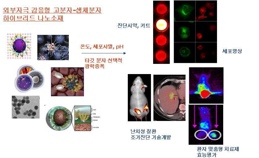 외부자극 감응형 고분자-생체분자 하이브리드 나노소재를 활용기술 개발