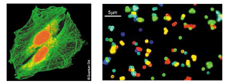 무기나노입자를 이용한 세포의 각 소기관에 대한 세포 영상 (좌)와 특정한 분자만을 인식하는 다양한 색을 나타내는 무기나노입자를 이용한 세포 영상 (우)