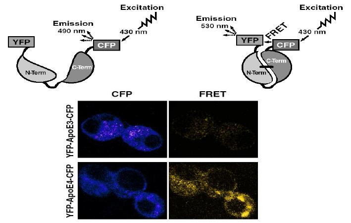 Apolipoprotein E4 Domain간의 상호작용을 신경세포에서 FRET (Fluorescence Resonance Energy Transfer) 을 이용해 영상화 한 연구결과