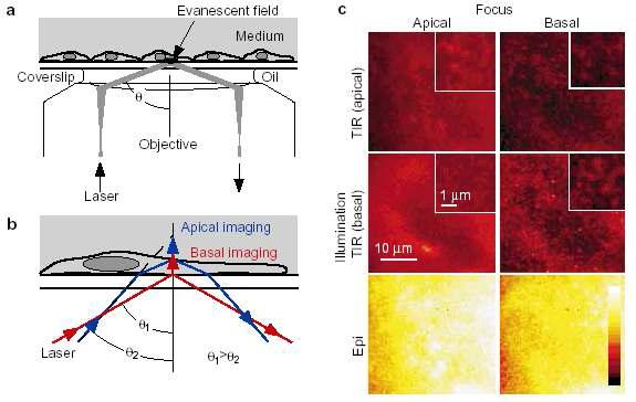 TIRFM a. TIR microscopy, b. 세포 imaging의 개요, c. TIR fluorescence를 측정하기 위한 background 조건 확인 단계들