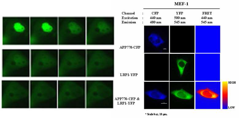 살아있는 세포내의 타깃 단백질 실시간 영상을 위한 융합단백질 개발