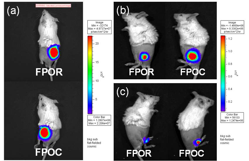 근적외선(FPOC) 및 가시광선(FPOR)의 화학발광을 보이는 나노프로브의 신체부위별 영상 사진 (a: 피하, b: 근육, c: 관절)