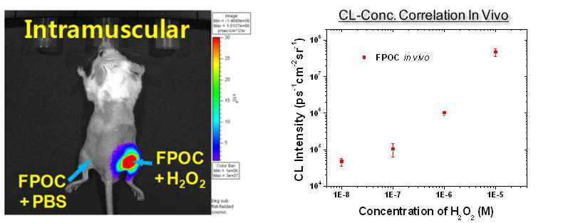 근적외 화학발광 나노프로브를 이용한 생체내 과산화수소 영상화 및 신호강도-농도 상관관계
