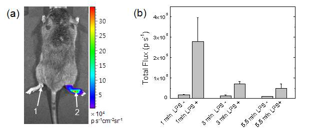 LPS 유발 관절염 모델에 적용된 근적외 화학발광 나노프로브의 진단영상(a) 및 화학발광 영상신호의 시간에 따른 강도 profile (b)