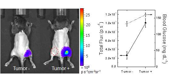 SCC7 종양이식 동물 모델에 적용된 근적외 화학발광 나노프로브의 진단영상(좌) 및 화학발광 영상신호-혈당의 상관관계(우)