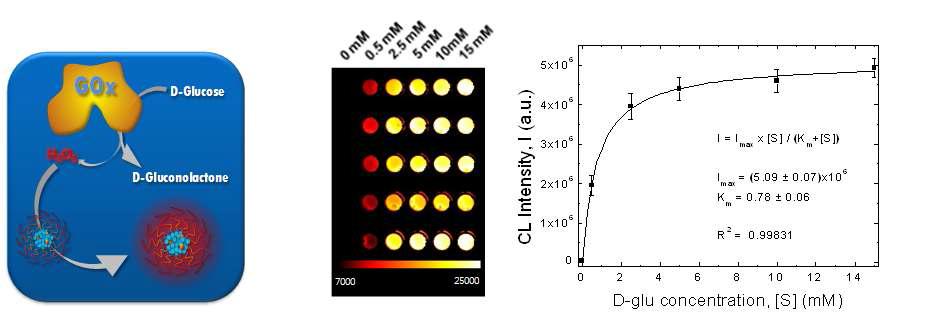 포도당 분해효소(GOx)와 화학발광 나노프로브를 이용한 포도당 농도 감지모식도(좌)와 체외 영상화(중간) 및 화학발광 신호의 포도당 농도 상관관계