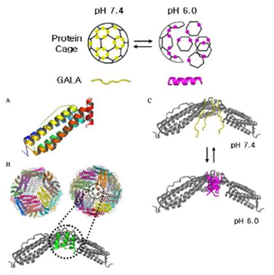 약산성에 감응하는 protein cage의 구조변화 모식도. (A) 단일체 구조 (B) 단일체간의 interface (C) 삽입된 GALA peptide의 구조변화에 따른 protein cage의 구조변화 모식도