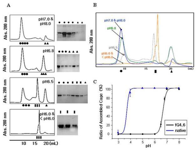 size exclusion chromatography를 이용한 pH에 따른 protein cage의 자기조립 및 자기분해. (A) 산성화에 따라 자기분해성질을 갖는 cage protein. (B) 그림(A) profile의 중첩된 분석결과 (C) 정상 protein cage와 바이오스위치의 pH에 따른 cage 구조