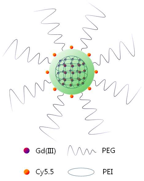 Gd-PEI 나노겔의 모식도