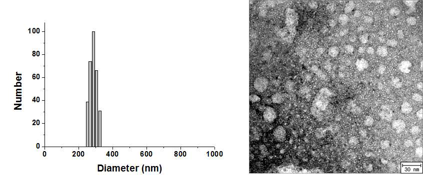 Gd-PEI 나노겔의 DLS로 측정한 크기 분포 (좌) 및 TEM 이미지(우)