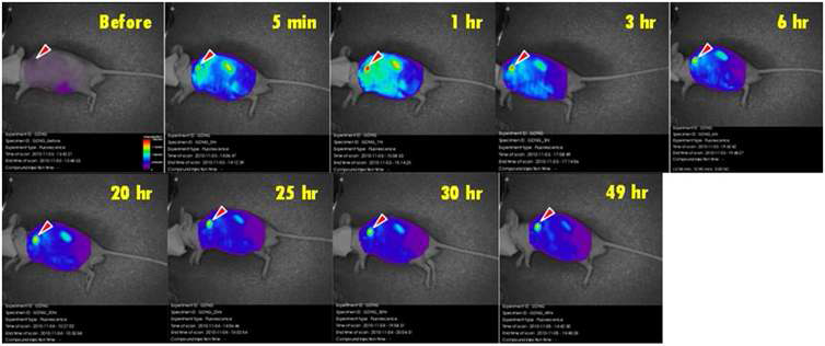 Gd-PEI 나노겔을 정맥주사하기 전과 주사 후 시간에 따른 생체 내 근적외 형광 이미지