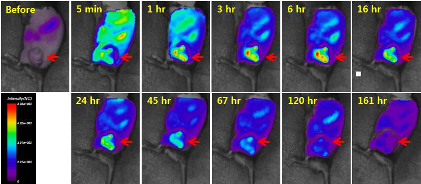 폴리아미드 나노겔의 정맥주사 전‧후 시간에 따른 생체 내 근적외 형광 이미지