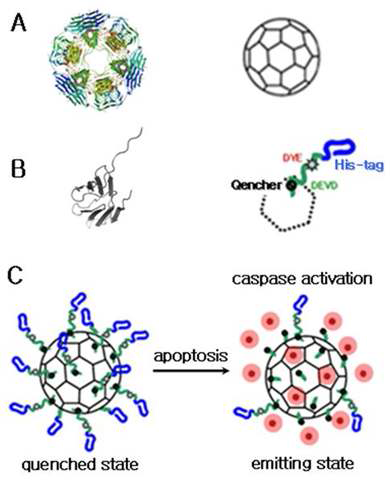 (A) small heat shock protein (Hsp) 다중체구조 (B) 세포사멸자극형 바이오프로브의 설계 (C) 바이오프로브의 세포사멸 영상화 모식도