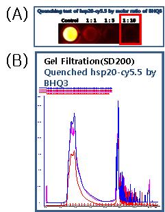 (A) 최적의 fluoroscence quenching을 형성하는 BHQ3의 molar ratio를 스크리닝함. (B) cy5.5과 quencher가 동시에 컨쥬게이션된 재조합 단백질의 정제