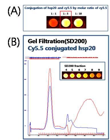 (A) 재조합단백질과 cy5.5의 최적화된 컨쥬게이션 결과 (B) cy5.5 labeling된 재조합 단백질의 정제