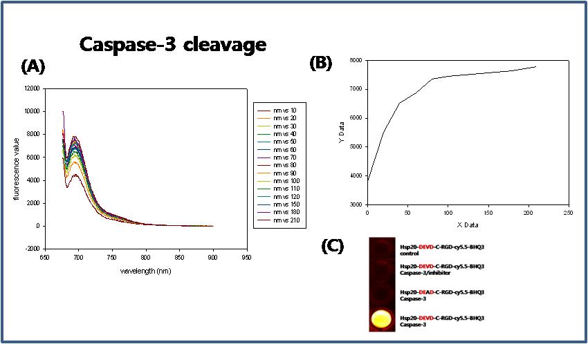 (A) self-quenching된 재조합단백질의 caspase-3에 의한 선택적 분해정도를 fluorescence photometer를 이용하여 시간별로 측정 (B) 694nm에서의 cy5.5 emission값의 비교 (C) 재조합단백질의 caspase-3에 의한 선택적 분해를 확인하기 위한 4가지 조건의 최종 cy5.5 intensity