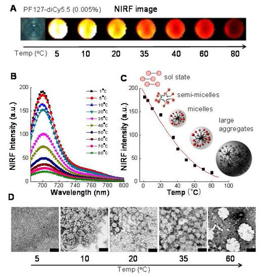 PF127-diCy5.5 온도에 대한 특성. (A) imaging box 이미지 (B, C) fluorospectrometer를 통한 형광변화 관찰 (D) TEM을 이용한 구조변화 분석, (scale bar=100nm)