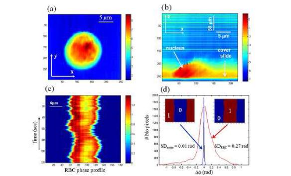 Confocal diffraction phase microscope