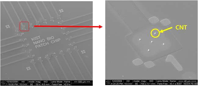 CNT growth SEM image