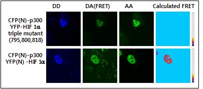 WT와 mutant HIF 단백질을 이용항 FRET 측정