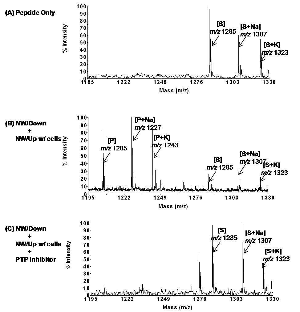 드위치 assay를 이용한 phosphatase 활성 분석