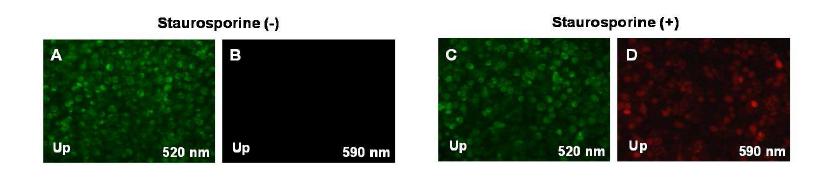 Apoptosis 유도에 따른 펩타이드 유리 실험