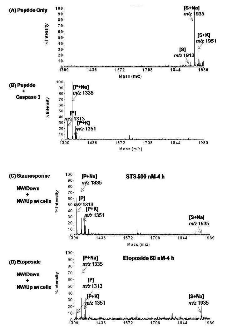 샌드위치 assay를 이용한 caspase 활성 분석