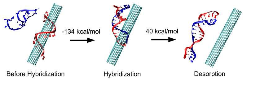 DNA가 탄소나노튜브로부터 풀리는 과정의 모식도
