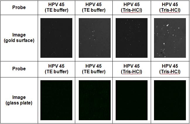 Pipette을 사용할 경우 HPV DNA probe의 실험 결과 이미지