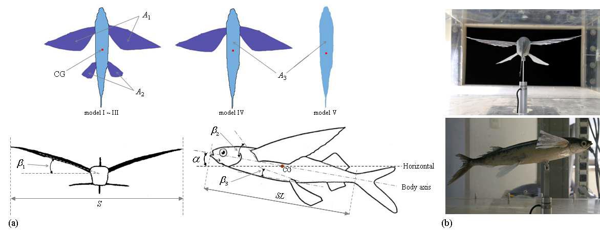 (a) 날치모델의 주요 외형 치수의 정의; (b) 날치 모델을 풍동에 설치한 모습