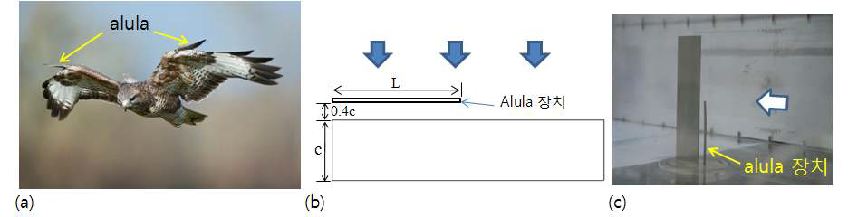 (a) 새 날개 앞단의 alula; (b) alula 장치 개략도; (c) 풍동실험 장치 사진