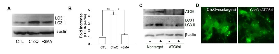 3MA와 ATG6 siRNA를 이용한 자식작용 억제 효과