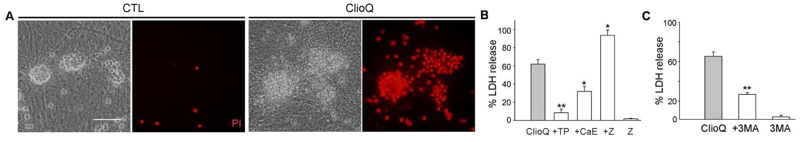 클리오퀴놀에 의한 세포사멸