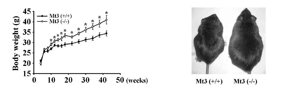 Mt3 WT와 KO mouse의 성장 곡선과 44 주령 생쥐 사진