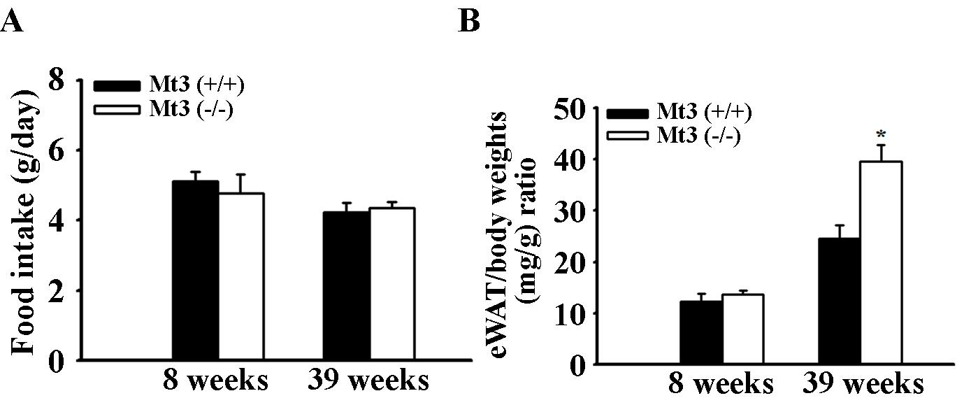 주령별 MT3 WT 과 KO mice의 체중에 대한 체지방 비율과 사료섭취량