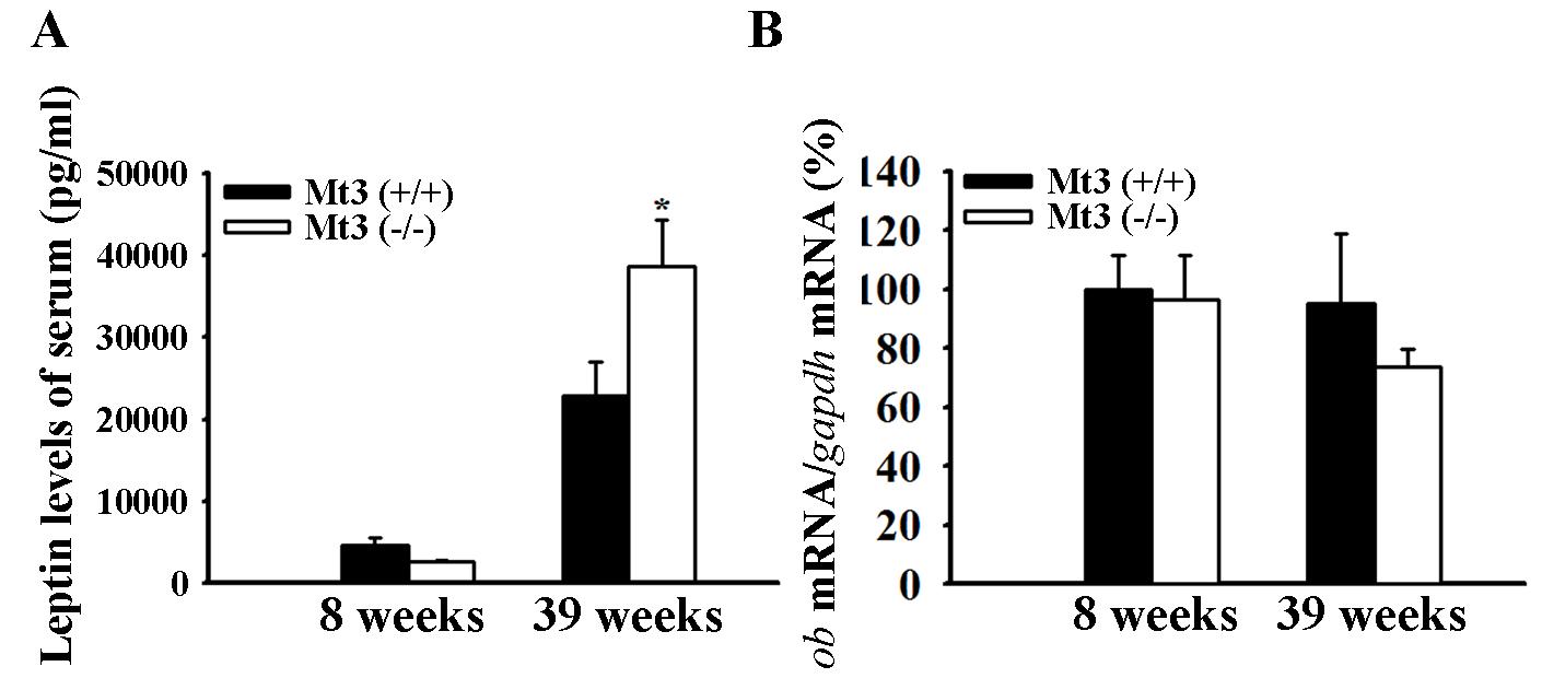 주령별 MT3 WT 과 KO의 혈중 leptin 양과 adipose tissue의 leptin mRNA 양 비교