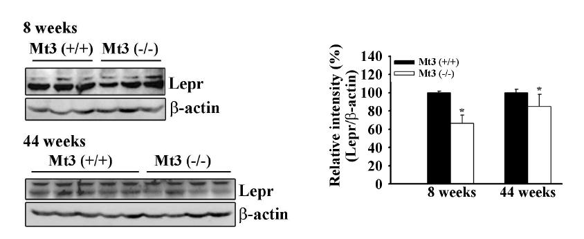 주령별 MT3 WT 과 KO mice의 hypothalamus내 leptin receptor 발현량 비교