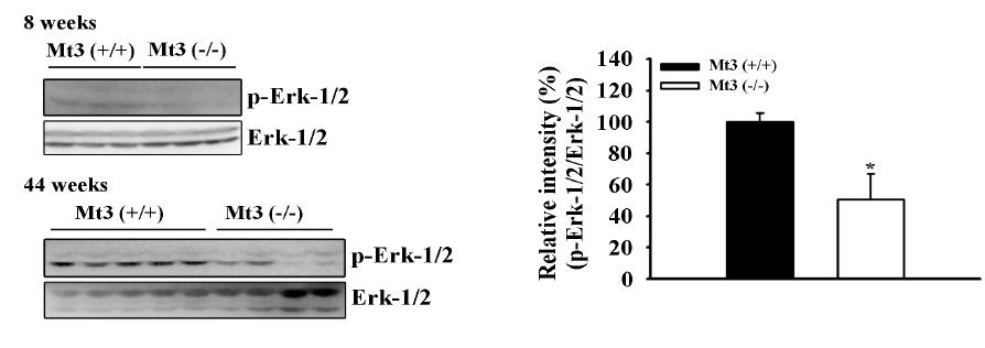 주령별 MT3 wild-type 과 null mice의 hypothalamus내 phospho Erk가-1/2 발현량 비교