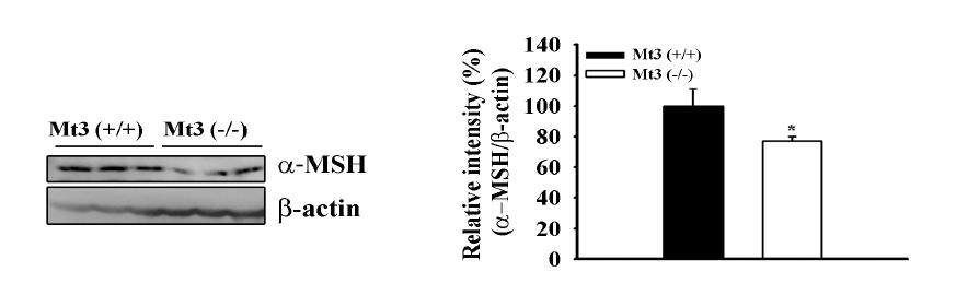 주령별 MT3 WT 과 KO mice의 hypothalamus내 a-MSH 발현량 비교