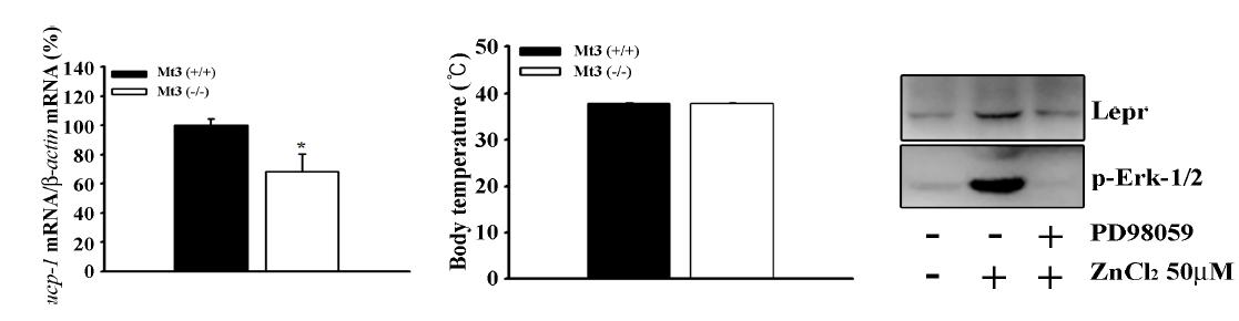 29주령 MT3 WT 과 KO mice의 체온, BAT내의 ucp-1 mRNA 발현, hypothalamus 내의 Erk-1/2 activation 비교