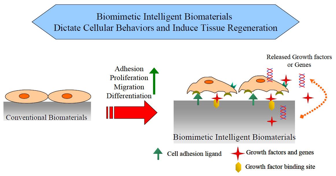 생체모방성 지능형 생체재료를 사용한 조직 재생용 세포 전달체의 효과